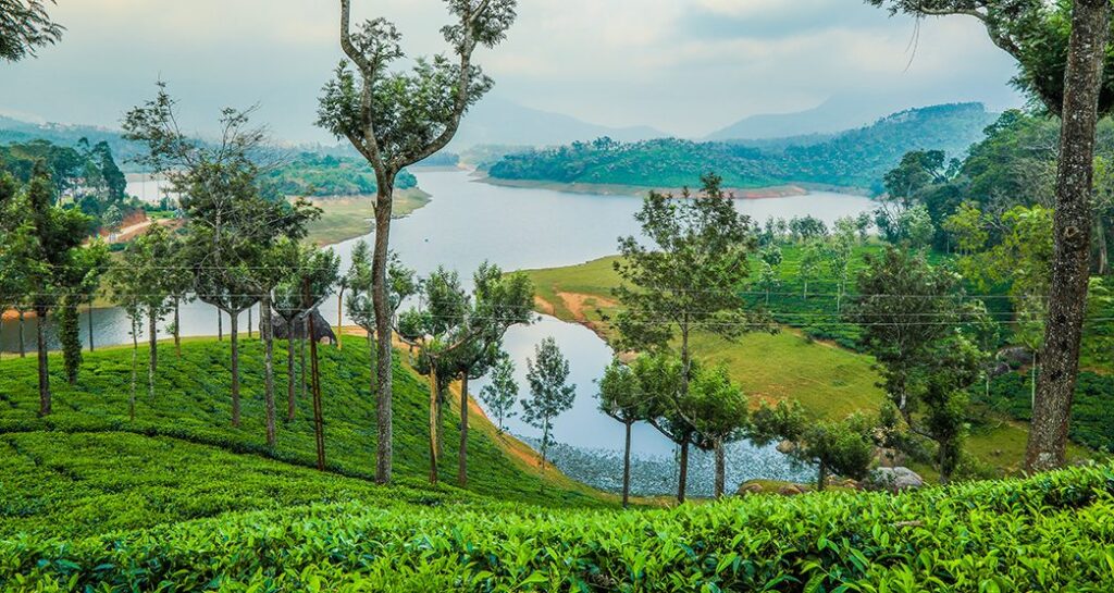 Explore Munnar
