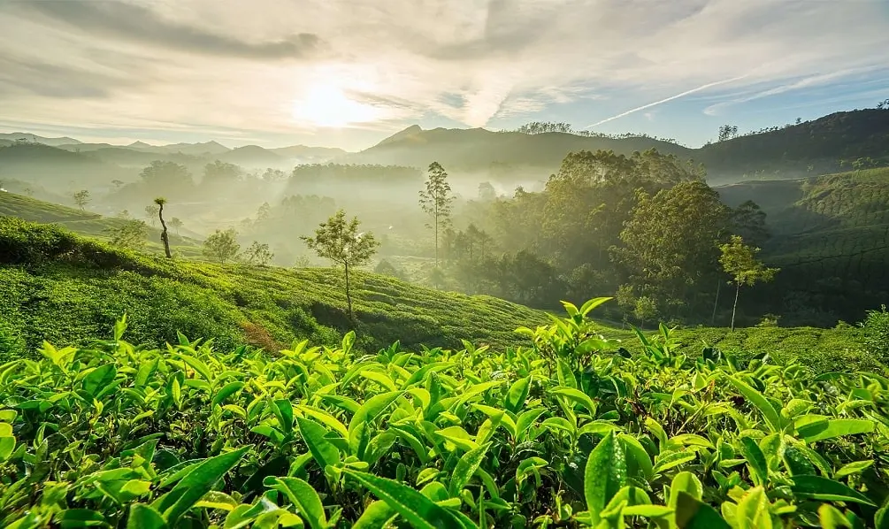 EXPLORE MUNNAR