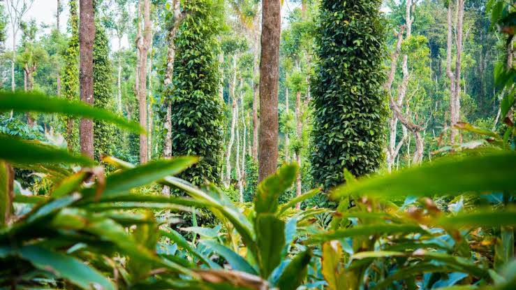 MUNNAR - THEKKADY