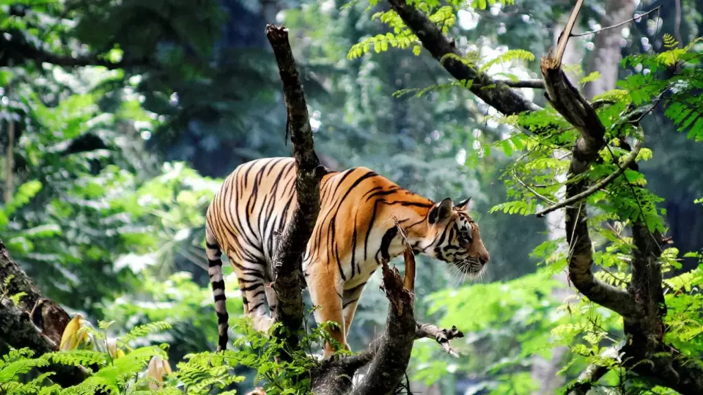 ARRIVAL IN THEKKADY