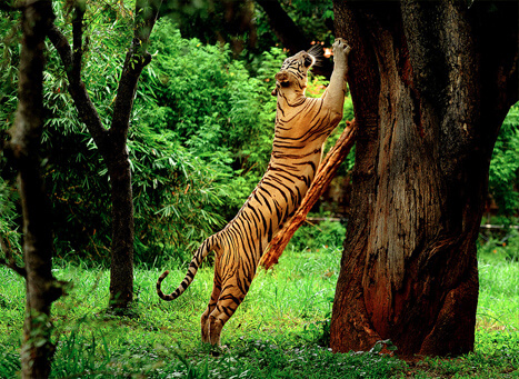 EXPLORE WAYANAD