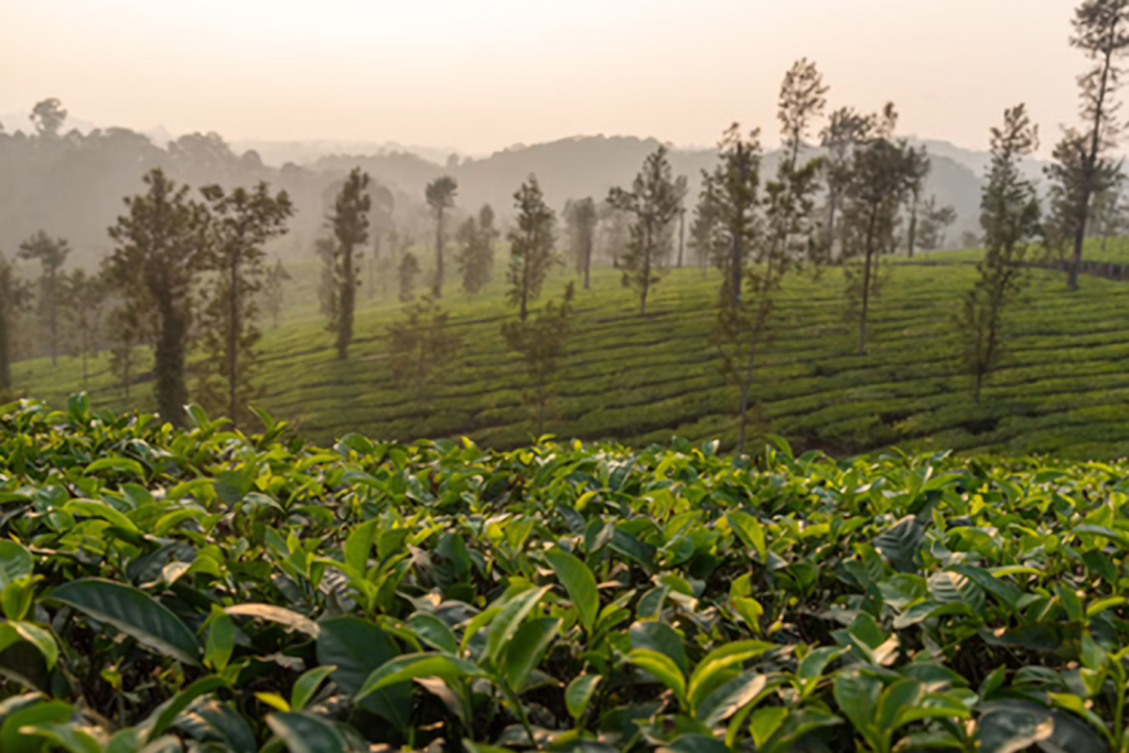 Coorg – Ooty